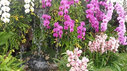 Wall Mural - blooming orchid flower garden horticulture