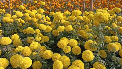 Wall Mural - blooming marigold flower in the flowerbed