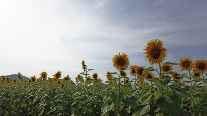 Wall Mural - blooming sunflower flower field in garden