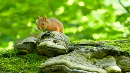 Wall Mural - babysquirrel in the park