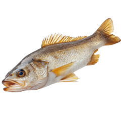 fish, grey and gold, isolated on white background