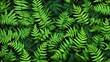 © Oddo Art - A dense arrangement of vibrant green ferns, showcasing natural beauty and texture.
