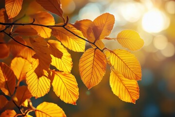 Poster - Golden Autumn Leaves Illuminated By Sunlight