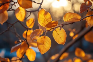 Poster - Golden Autumn Leaves Bask In Sunset Glow