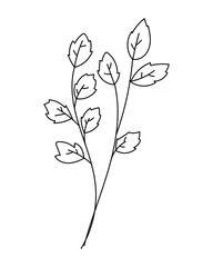 Wall Mural - Minimal hand-drawn botanical branch and leaves.Vector illustration