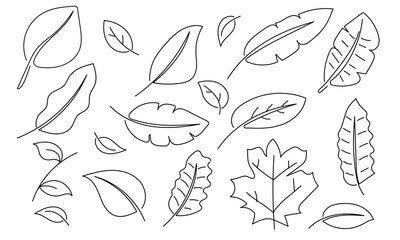 Wall Mural - Hand-drawn line art Tropical Leaf collections.Vector illustration