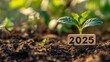 © Ilmi - New year concept, wooden numbers '2025' with a growing plant on the soil ground background in a natural forest setting, green environment and ecological atmosphere. eco-friendly lifestyle