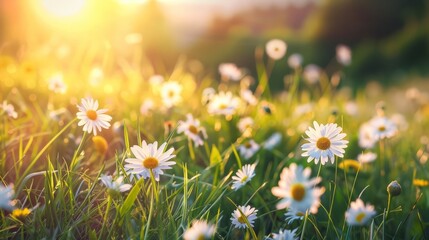 Wall Mural - Daisy Chamomile flowers field background. Beautiful nature scene with blooming chamomilles in sun flare. Sunny day. Summer flowers