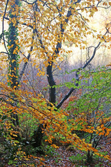 Wall Mural - Decoy Country Park, Devon in Autumn	