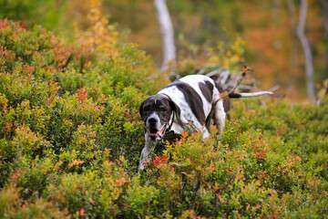 Sticker - Dog english pointer