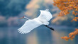 © Akuma - graceful white bird soaring over tranquil lake