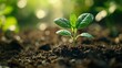© Juan - Small green sprout emerging from soil in natural sunlight