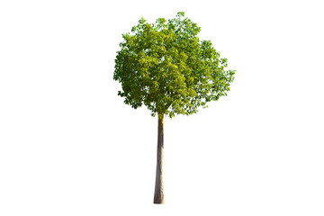green tree isolated on transparent white background