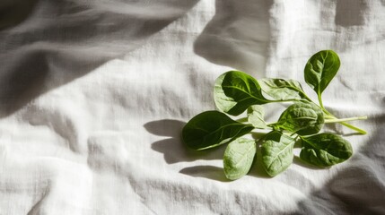 Wall Mural - Greens on Soft Table with Natural Light and Shadows