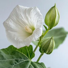 Wall Mural - close-up of a white flower and green buds