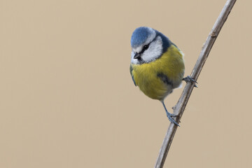 The Eurasian blue tit (Cyanistes caeruleus) is a small passerine bird in the tit family.