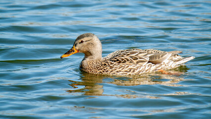 Poster - duck on the water