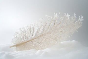 Wall Mural - A Delicate white feather laying on a white surface