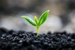 © Ева Поликарпова - A small plant emerges from the earth, symbolizing new life and renewal