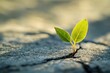 © Fotograf - A small plant growing out of a crack in the earth, symbolizing resilience and new life