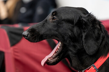 portrait of a black dog, Flat coated retriever