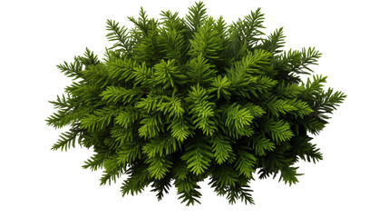overhead shot of lush fir tree branch showcasing its intricate needle design, studio view, isolated 