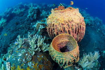 Wall Mural - Huge Barrel Sponges (Xestospongia sp.) on a warm, tropical coral reef in Asia