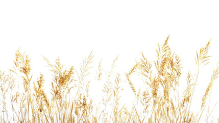 Naklejka na meble Field of wheat, transparent background