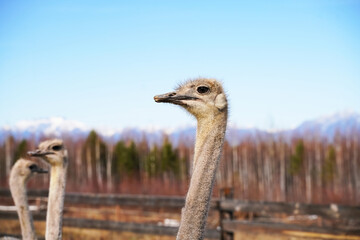 Wall Mural - group of ostriches in a natural setting with mountains and trees in the background