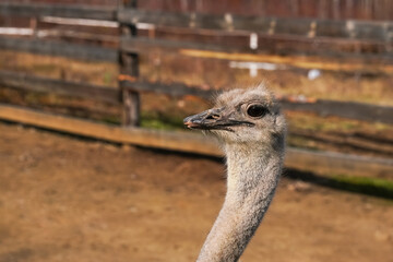 Wall Mural - ostrich portrait in a farm setting during bright daylight near wooden fencing