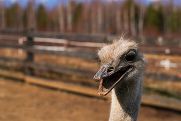 Wall Mural - curious ostrich showcasing its personality in a sunny outdoor setting at a farm