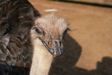 Wall Mural - close-up view of an ostrich with distinct features in a natural habitat