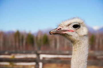 Wall Mural - ostrich portrait captured in a sunny meadow with mountains in the background