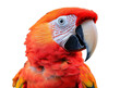 © Mark - Scarlet macaw parrot portrait closeup, vibrant red, blue, and yellow tropical bird with detailed feathers, exotic wildlife animal isolated on transparent background