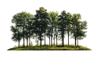 lush green forest with tall vibrant trees, dense woodland scene featuring natural foliage, nature en