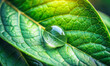 © Sunset - Beautiful close-up of a water drop on a green leaf
