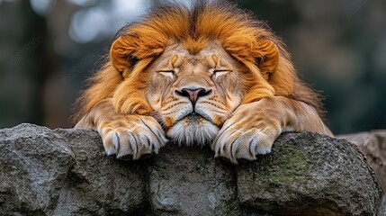 Poster - Majestic male lion resting peacefully on rocks, eyes closed, showcasing its impressive mane and paws.