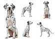 © kageyama - a dalmatian dog is shown in five different poses. including sitting. standing. and looking to the side the dog is isolated on a transparent background