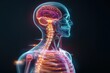 © Chayada - Medical innovation transparent x-ray human scan of the brain and spine high fidelity visualization in a dark studio environment