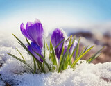 Purple Crocus in Dusting of Snow AI