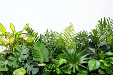 Lush green tropical foliage isolated on white. (4)