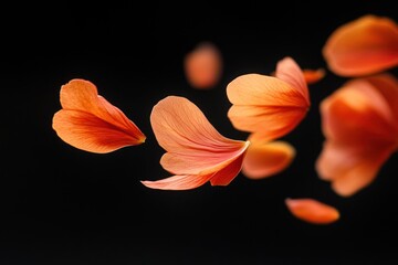 Poster - A collection of delicate orange flower petals floating against a dark background.