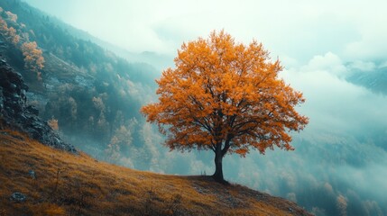 Lonely tree on a foggy mountainside