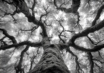 Sticker - Low-angle view of a large, moss-covered tree with gnarled branches reaching towards the sky.