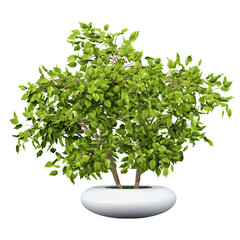 Wall Mural - Green Hornbeam plant in ceramics planter isolated on Canvas