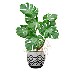 Wall Mural - Green Swiss cheese plant in ceramics planter isolated on Canvas