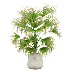 Wall Mural - Isolated Livistona indoor plant in ceremic planter on transparent canvas