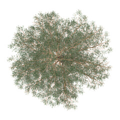 Wall Mural - Top view of Pinus sylvestris tree isolated on transparent Canvas