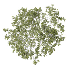 collection of acacia tree with realistic style from top view