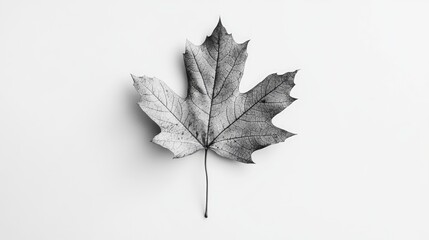 black and white textured maple leaf isolated on a white background for natural and artistic design c